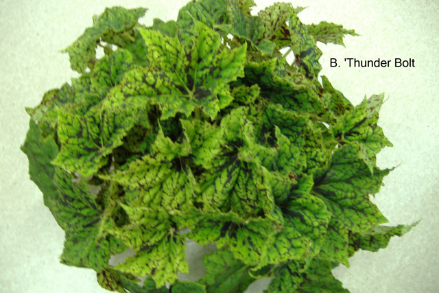 B. ‘Thunder Bolt’